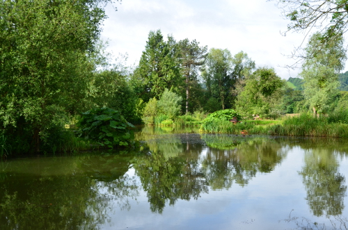 main_pond_middle_500